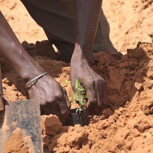 Great Green Wall