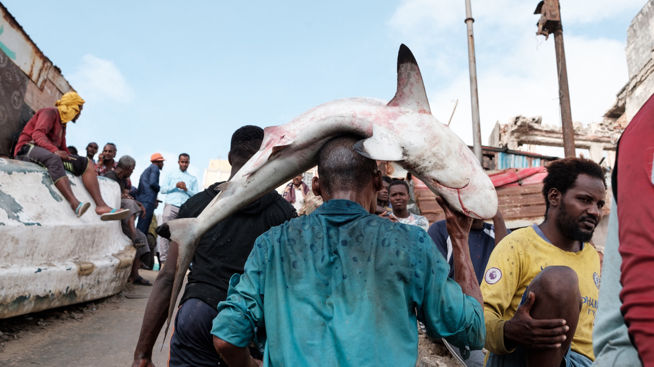Somalia’s illicit gulper shark oil trade threatens the entire species