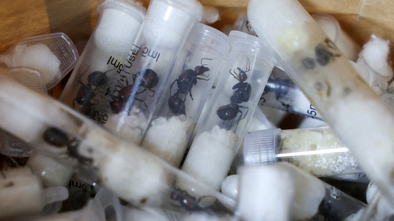 Ant traffickers in Kenya expose gaps in biodiversity protection