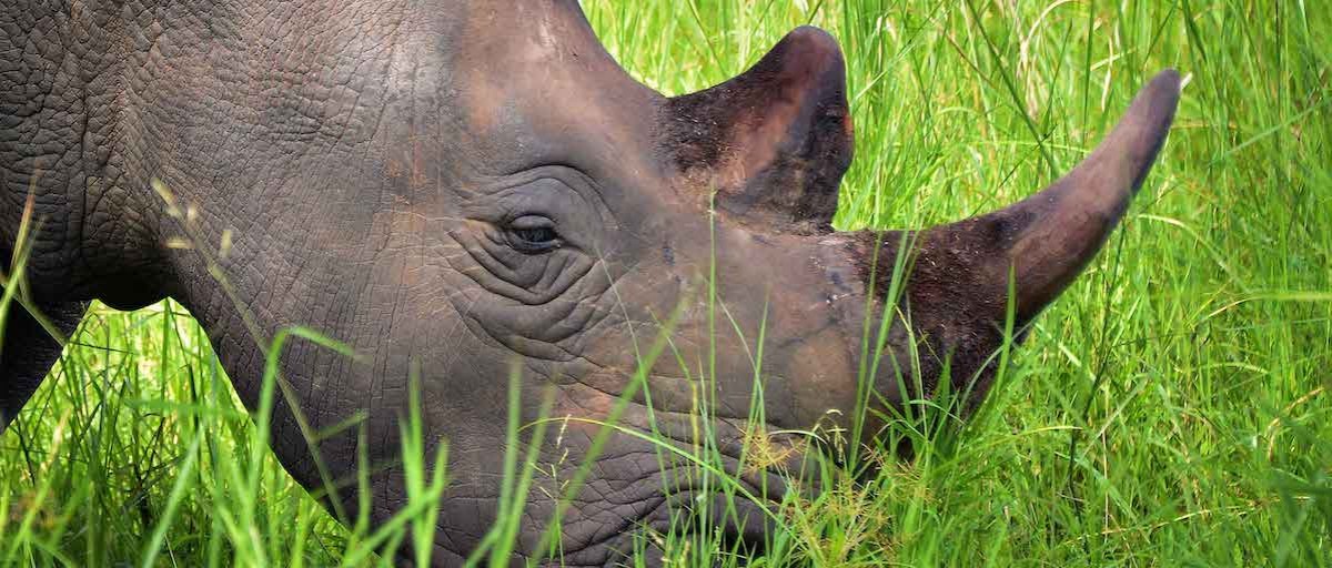 World Rhino Day: new prospects for countering poaching | ISS Africa