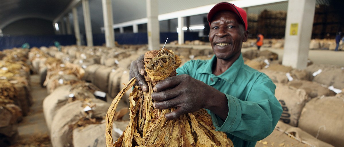 Could agriculture be Zimbabwe’s way out of the dark? | ISS Africa