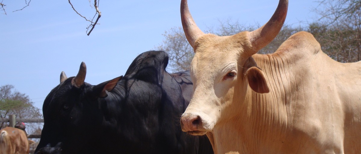 New solutions needed for cattle rustling in East Africa | ISS Africa