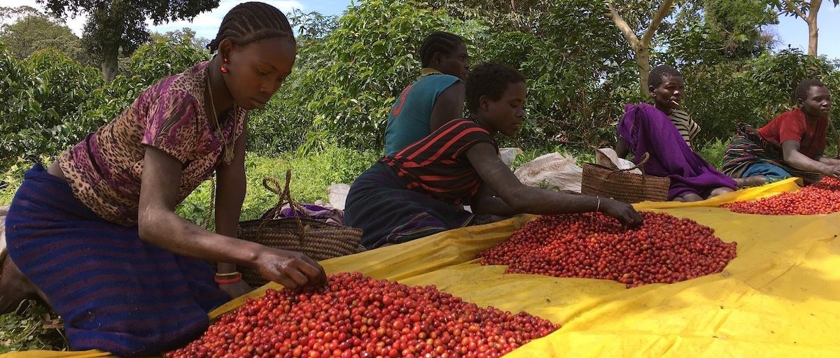 ethiopian coffee export prices
