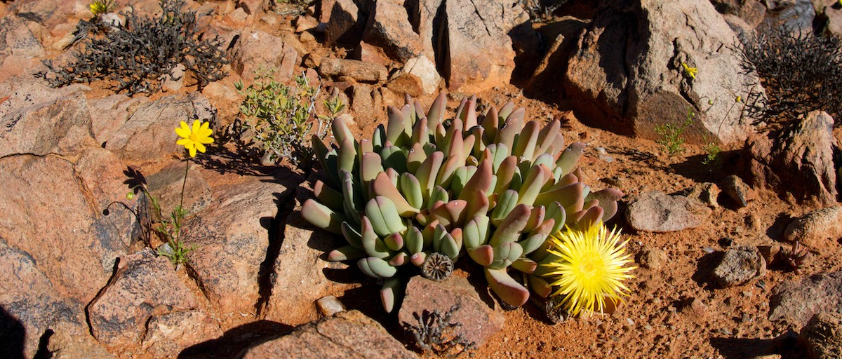 succulent-smuggling-threatens-the-world-s-most-biodiverse-arid-region