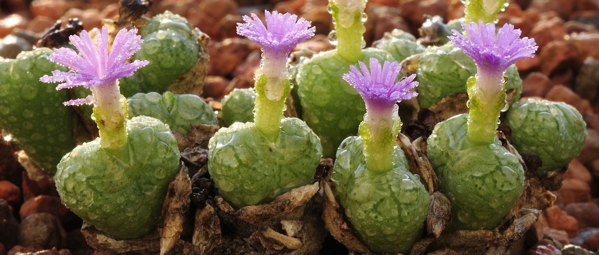 Protecting South Africa's precious succulents from illegal traders | ISS  Africa