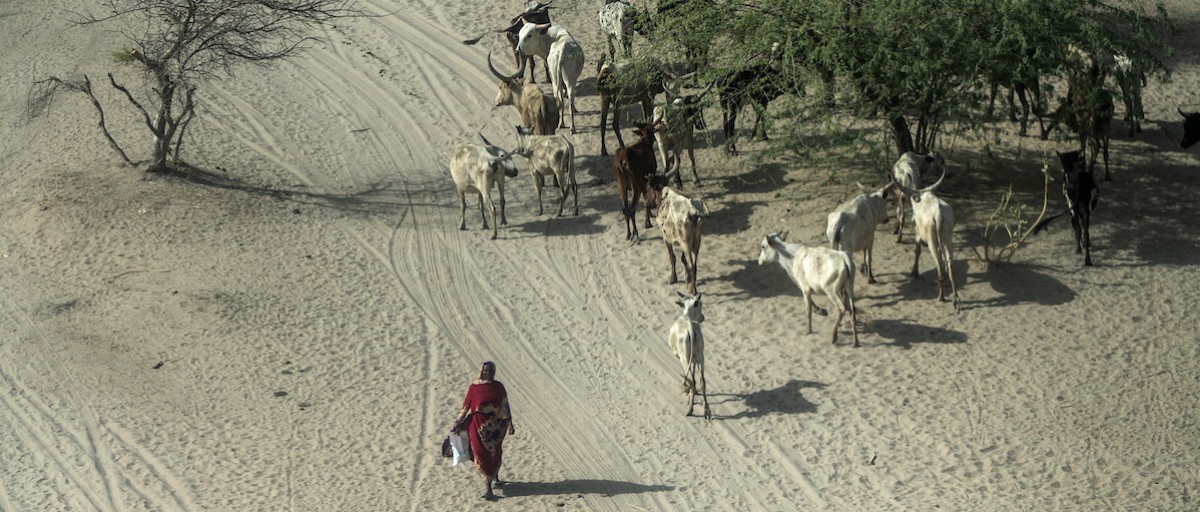 Boko Haram’s deadly business: an economy of violence in the Lake Chad ...